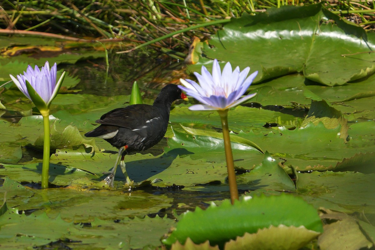 バン - ML635222155