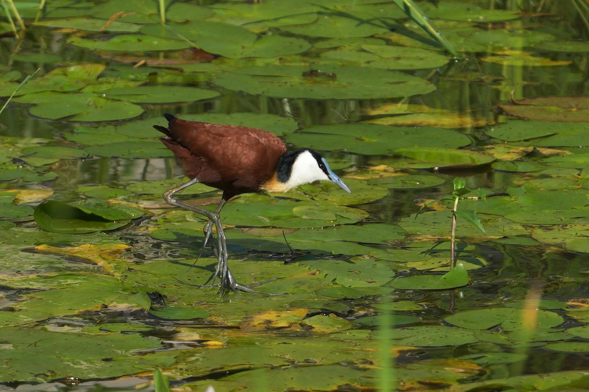 アフリカレンカク - ML635222157