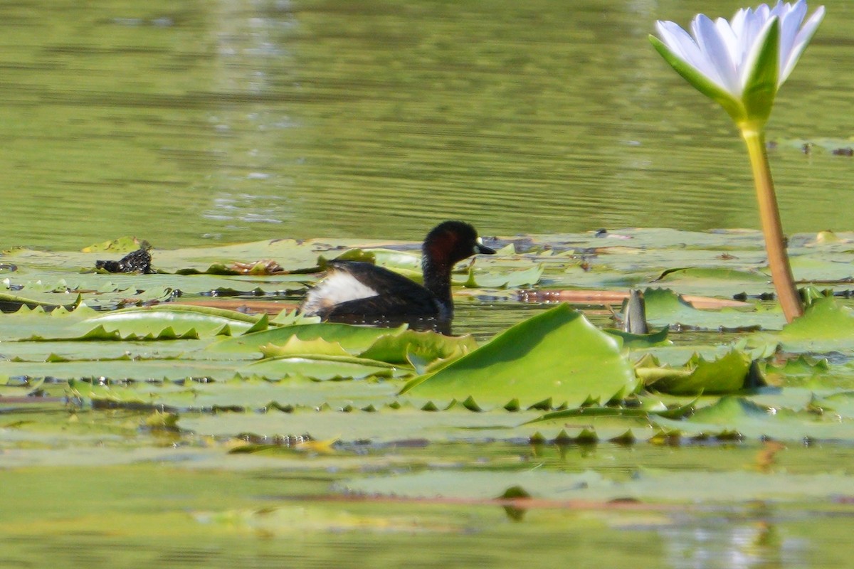 カイツブリ - ML635222159