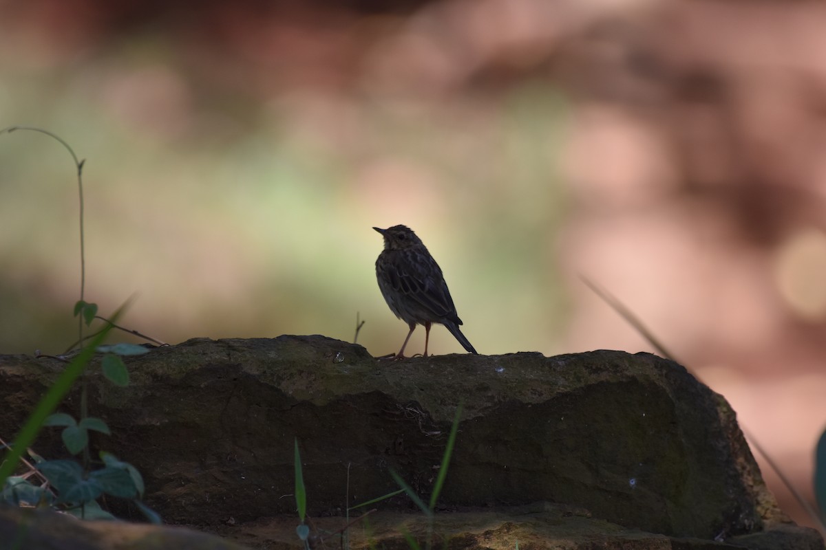 Tree Pipit - ML635222162
