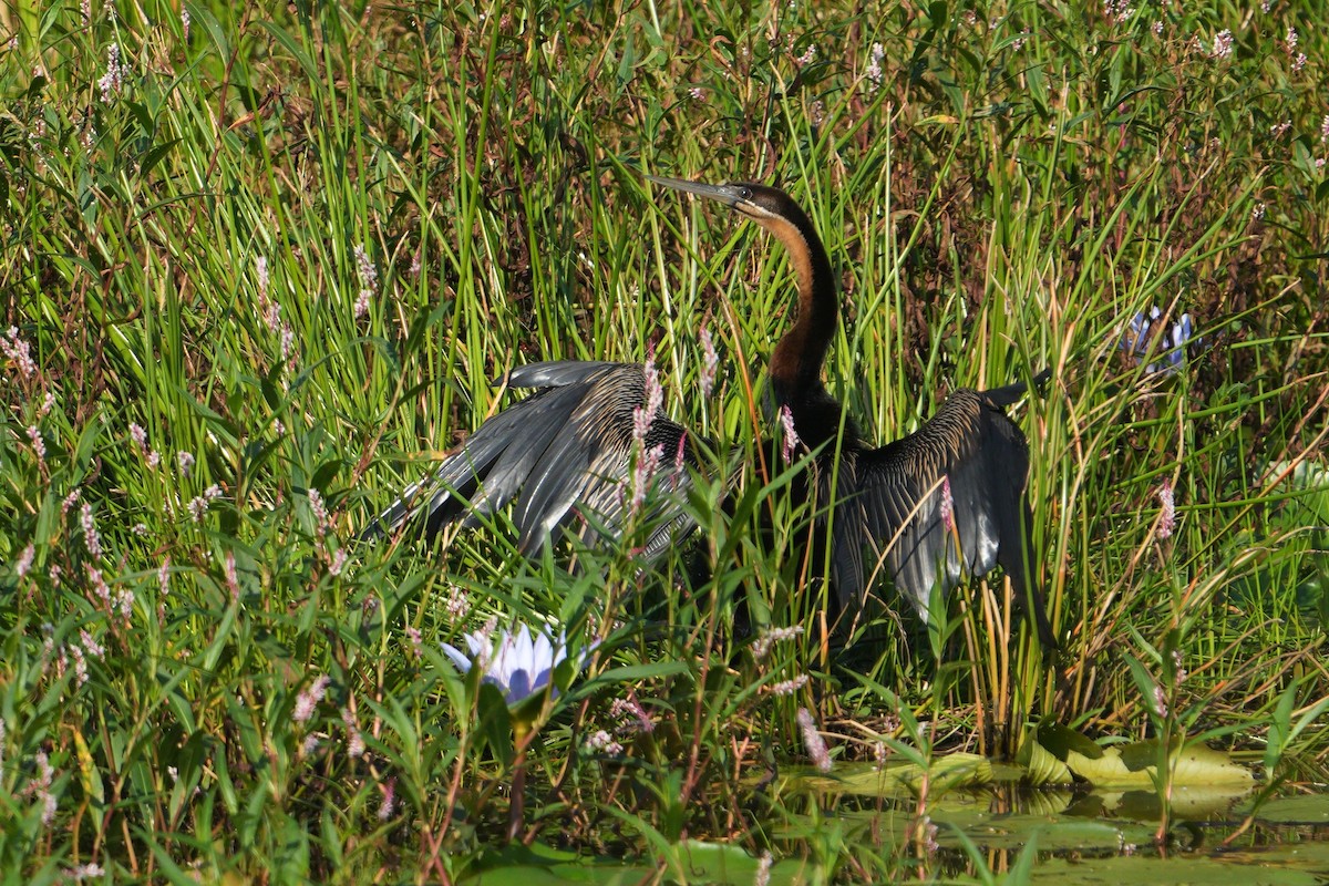 アフリカヘビウ - ML635222174