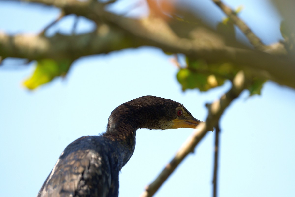 アフリカコビトウ - ML635222178