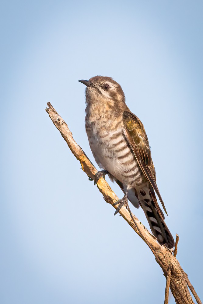 Horsfield's Bronze-Cuckoo - ML635222181