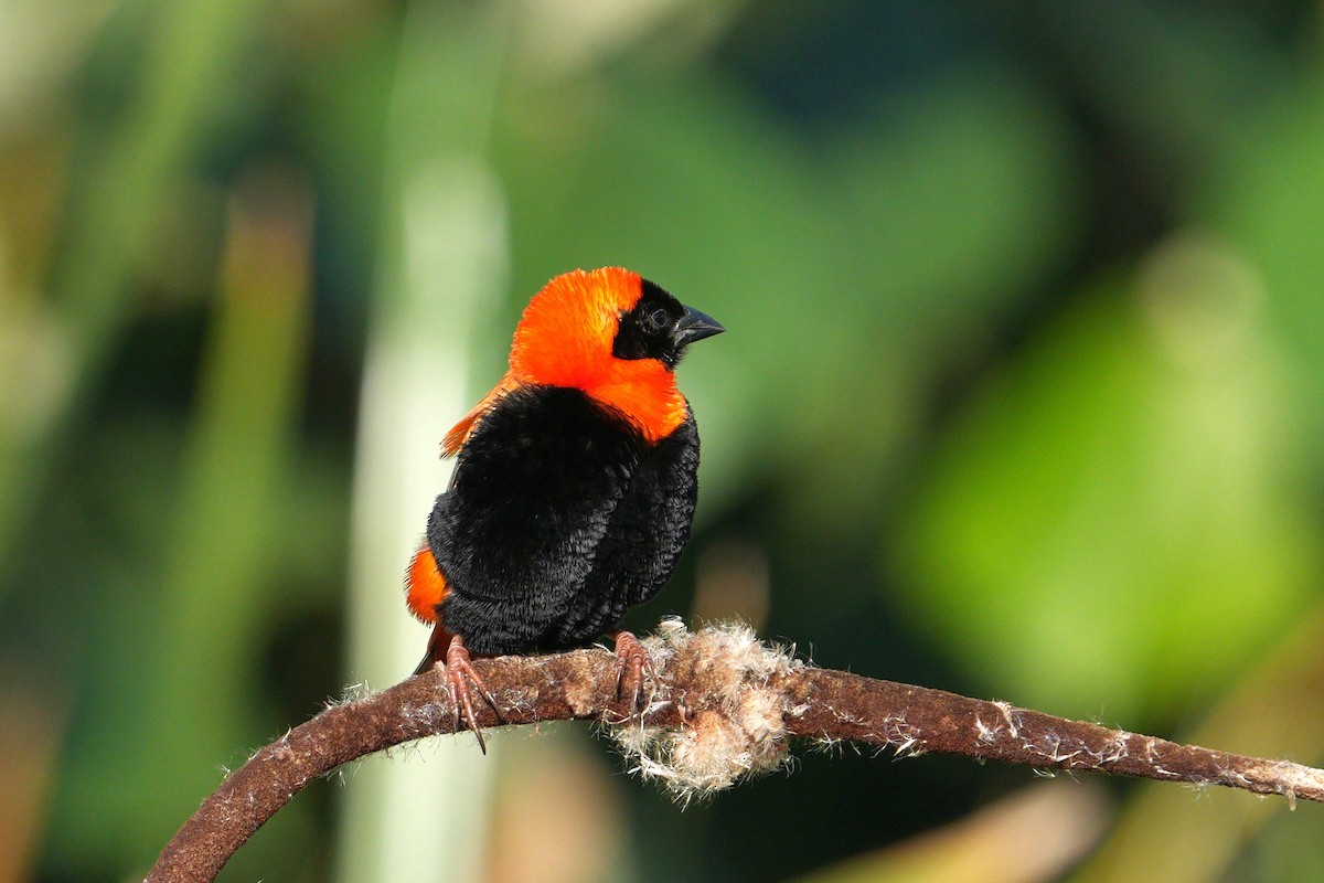 オオキンランチョウ - ML635222188