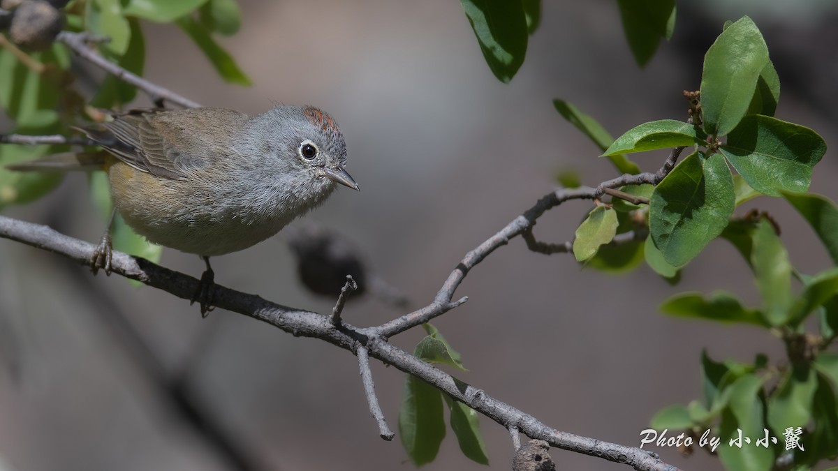 Colima Warbler - ML635222190
