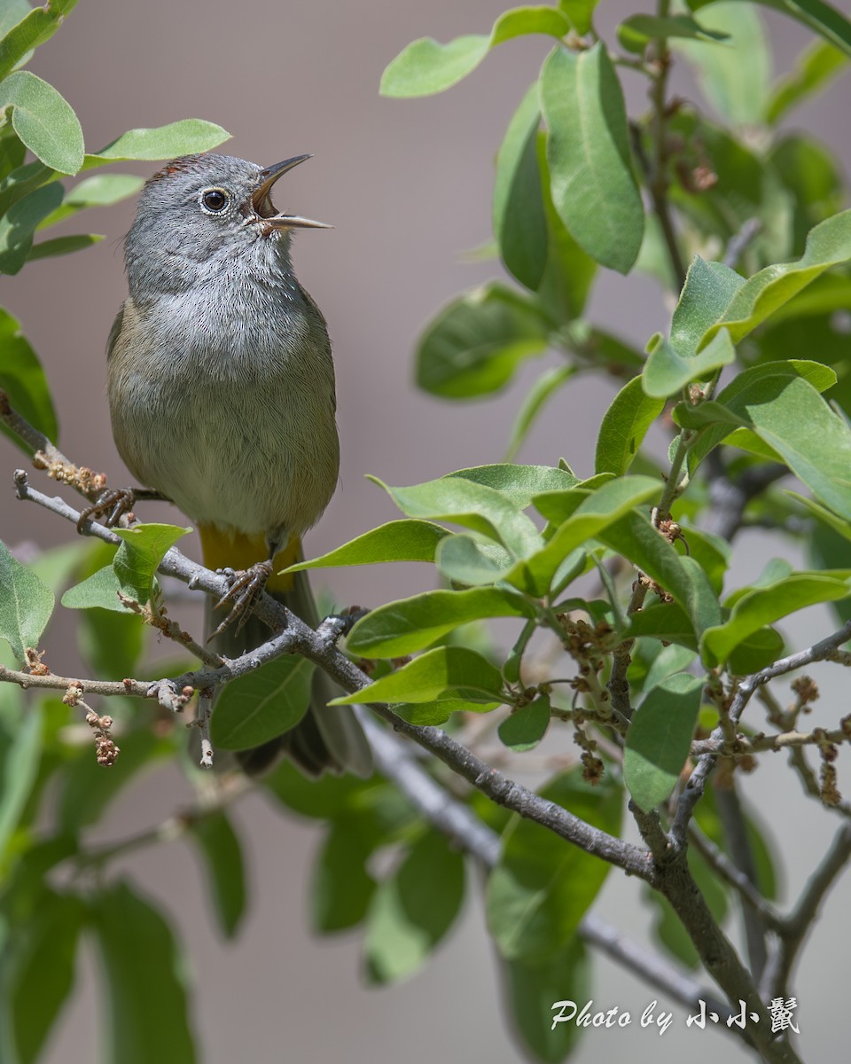Colima Warbler - ML635222191