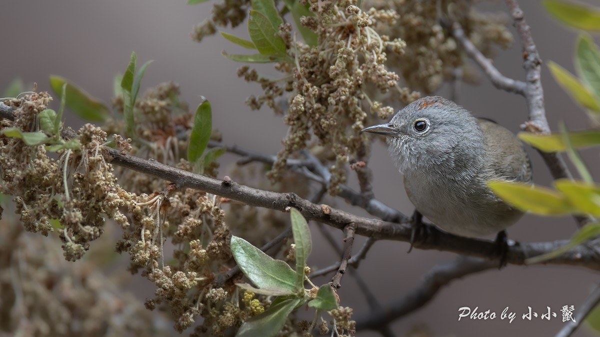 Colima Warbler - ML635222192