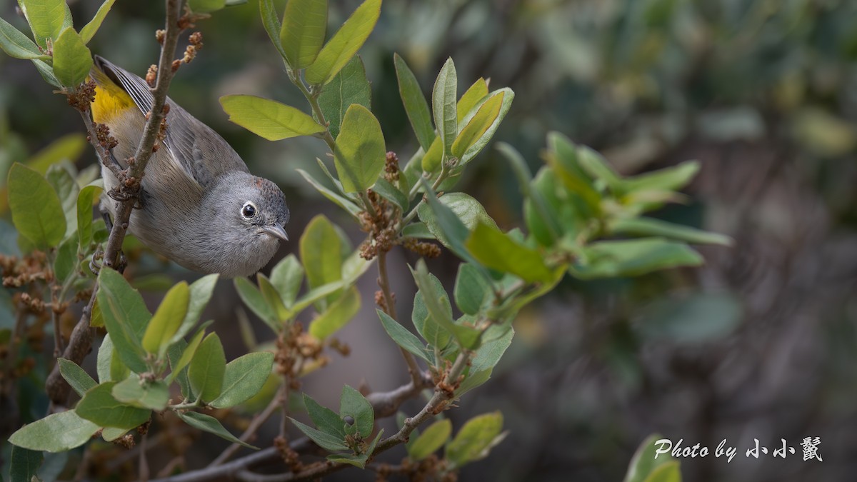 Colima Warbler - ML635222193