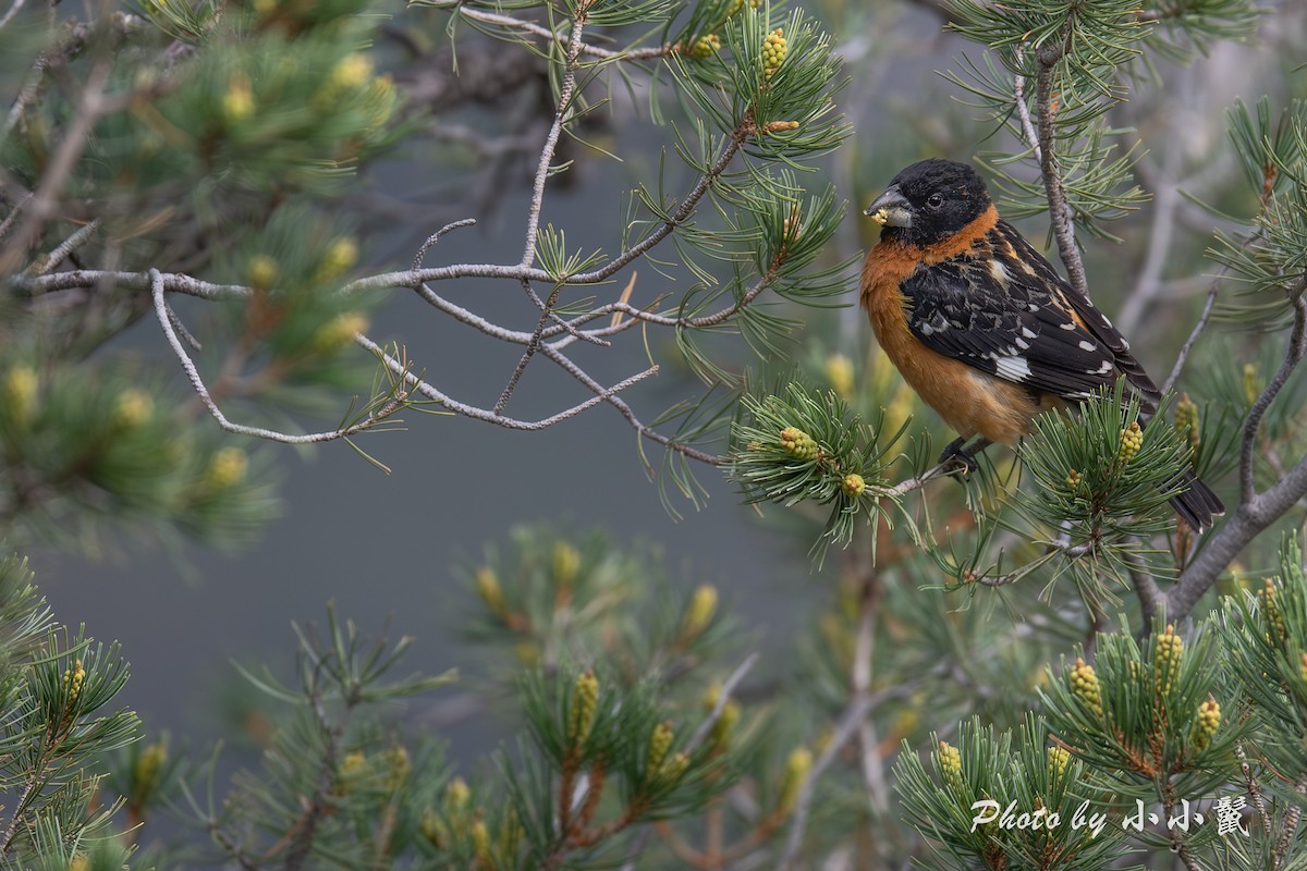 Black-headed Grosbeak - ML635222194