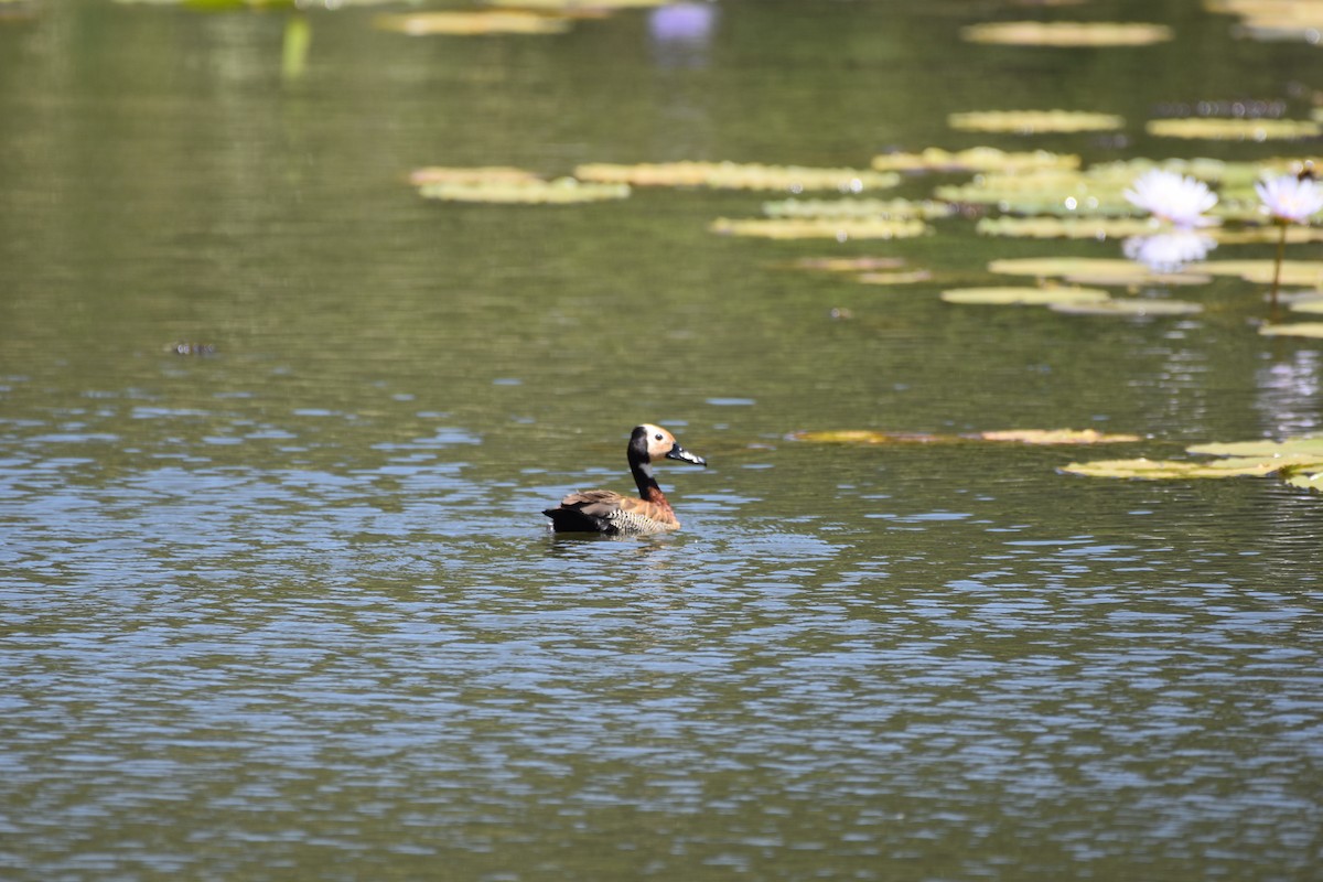 White-faced Whistling-Duck - ML635222196