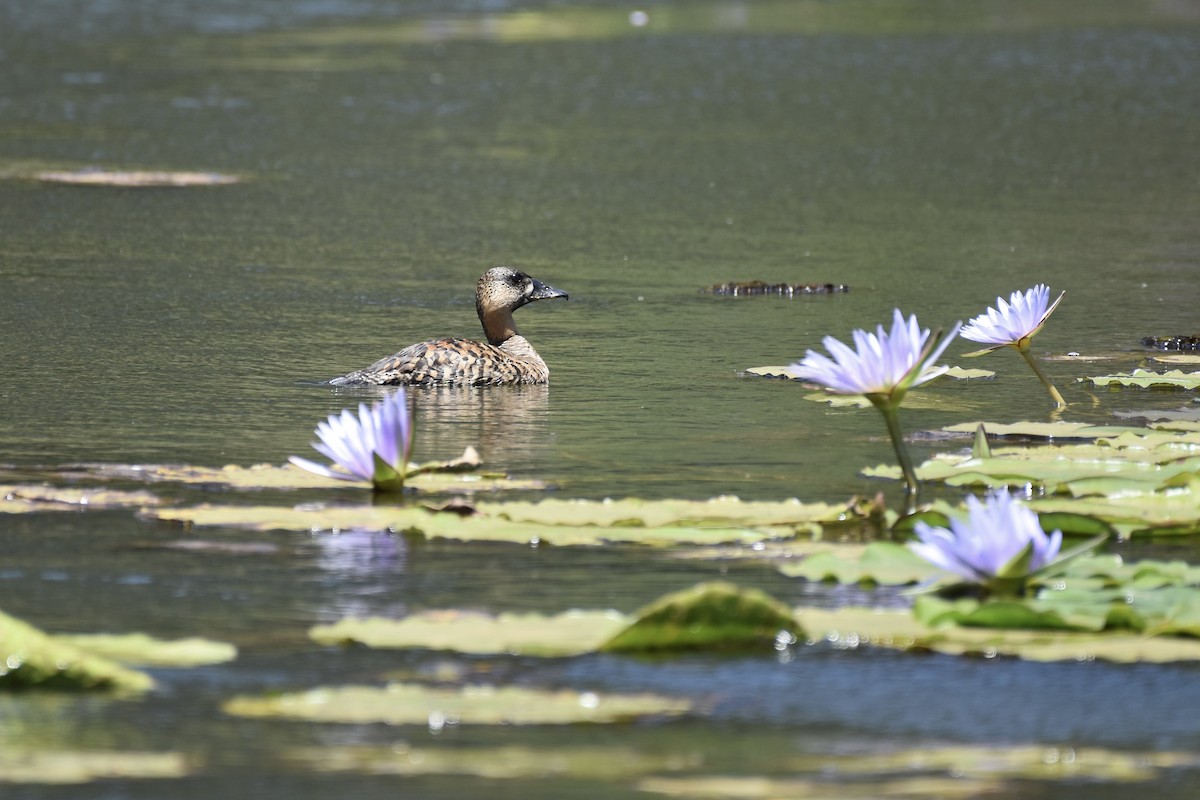 Dendrocygne à dos blanc - ML635222260