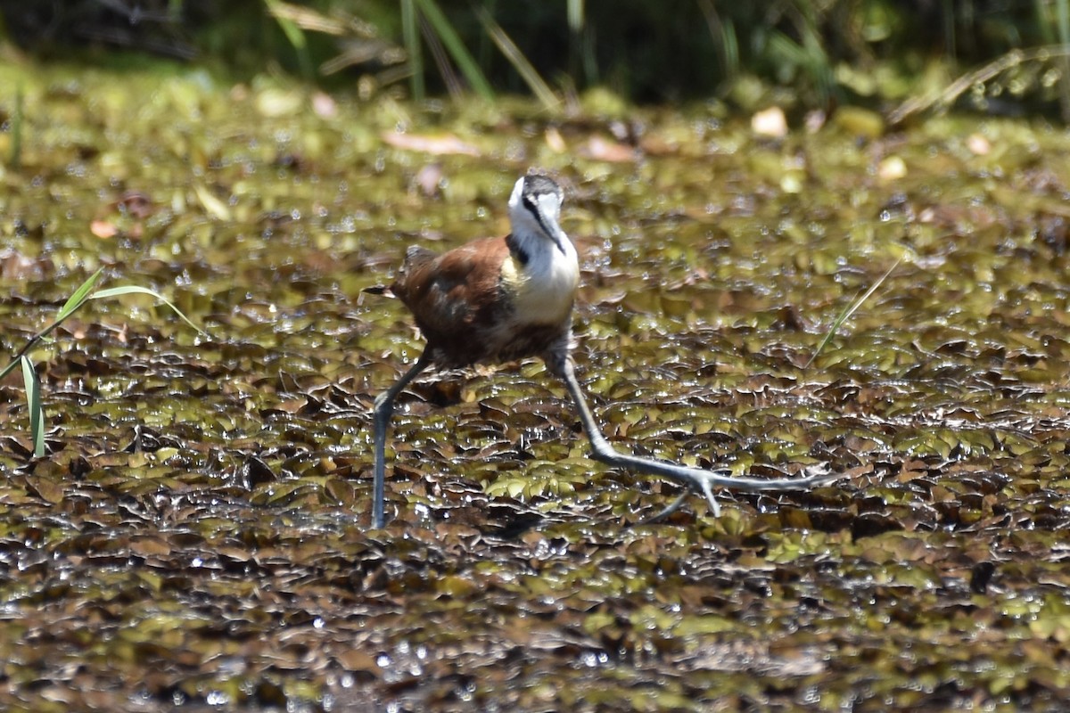 African Jacana - ML635222264