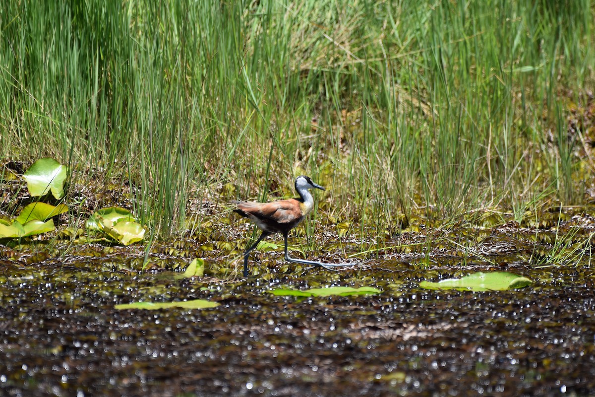 African Jacana - ML635222266