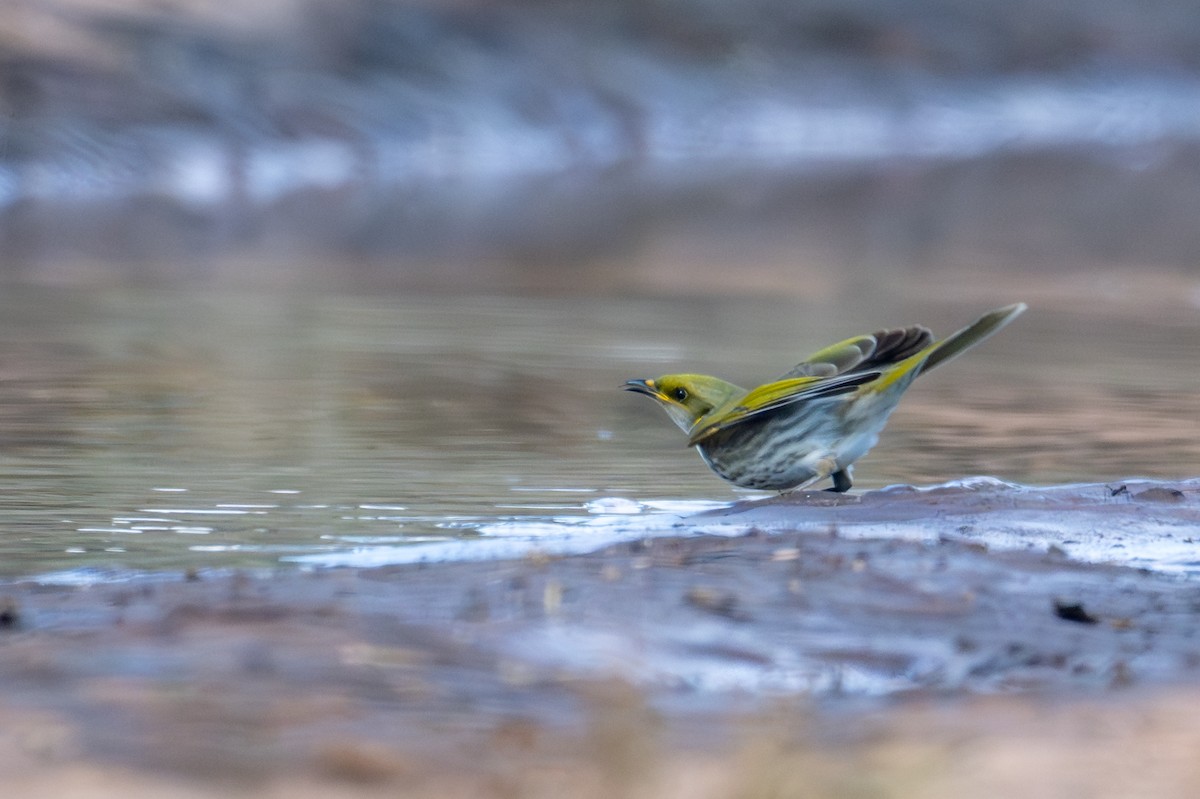 Yellow-plumed Honeyeater - ML635222382