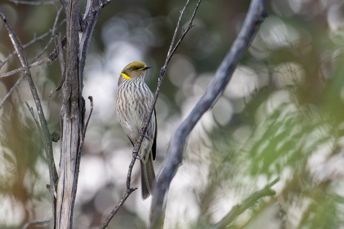 Yellow-plumed Honeyeater - ML635222383