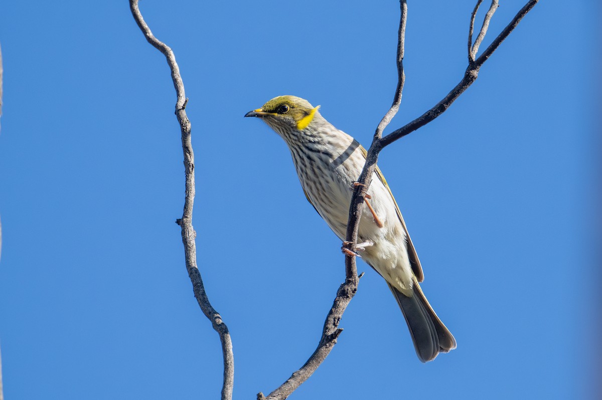 Yellow-plumed Honeyeater - ML635222385