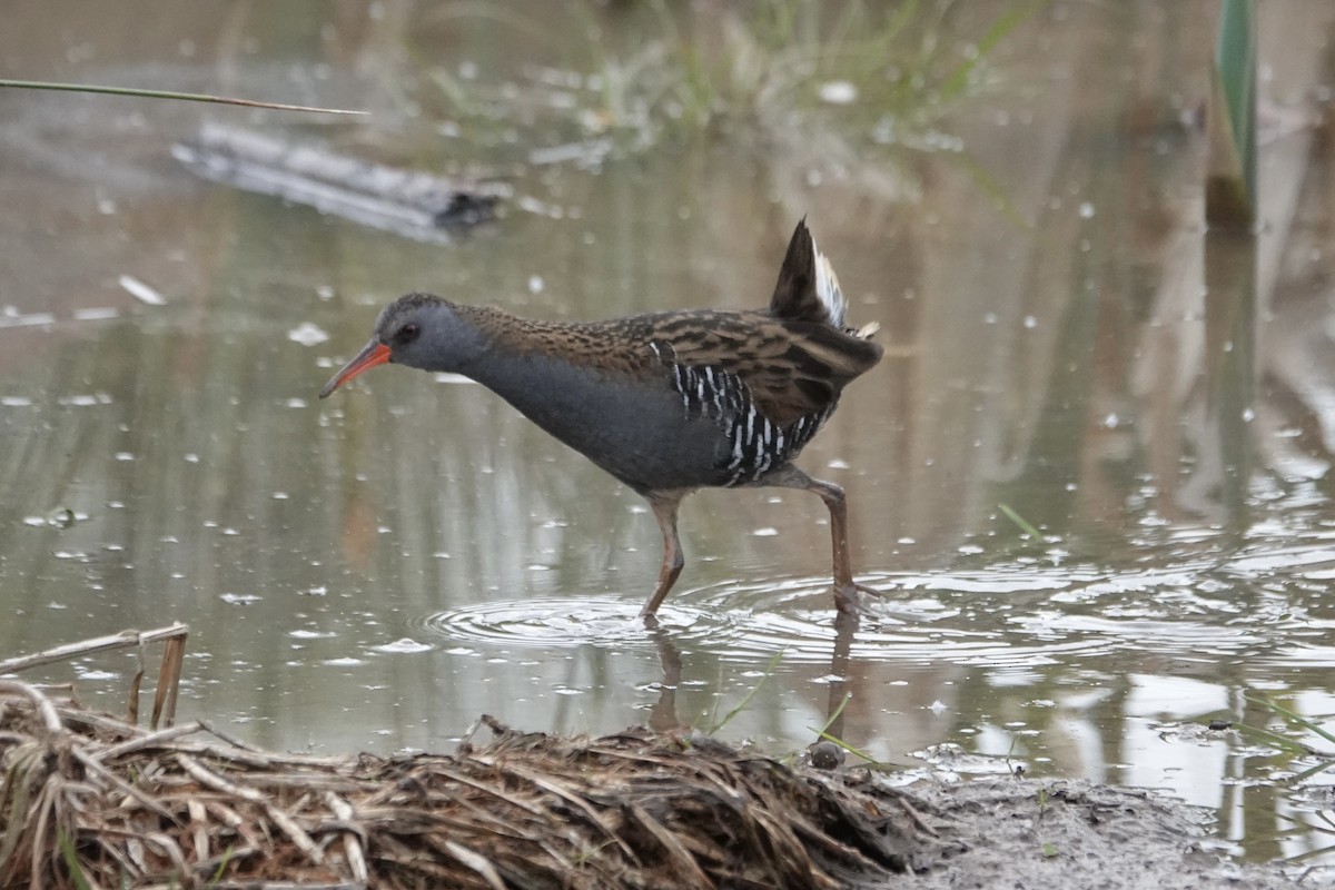 Water Rail - ML635222404