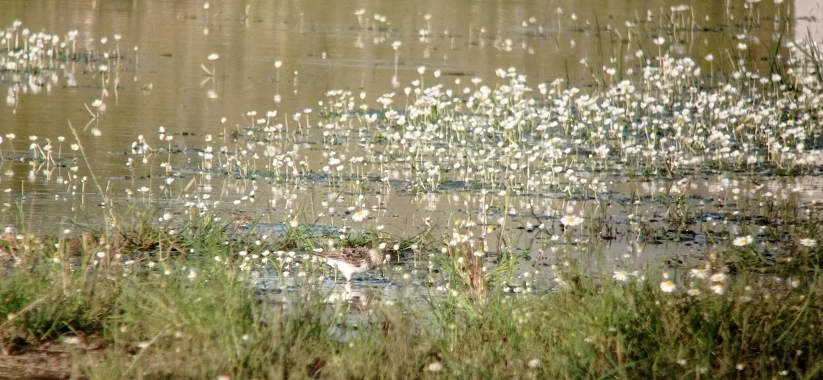 Sanderling - ML635222449