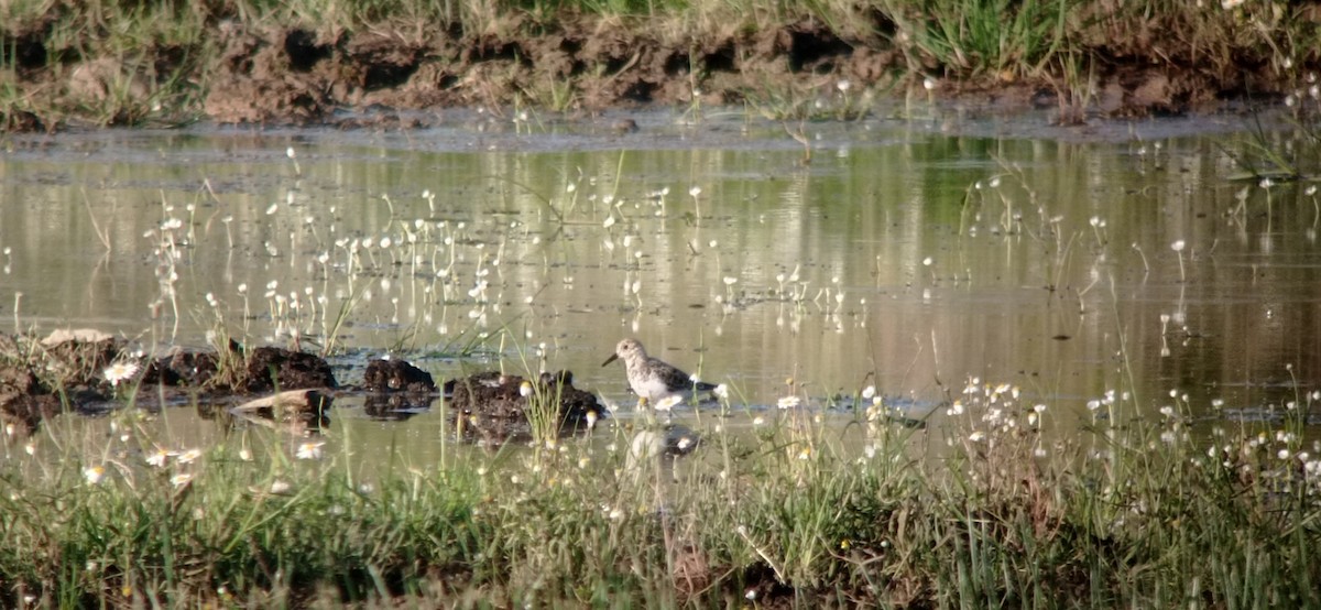 Sanderling - ML635222450