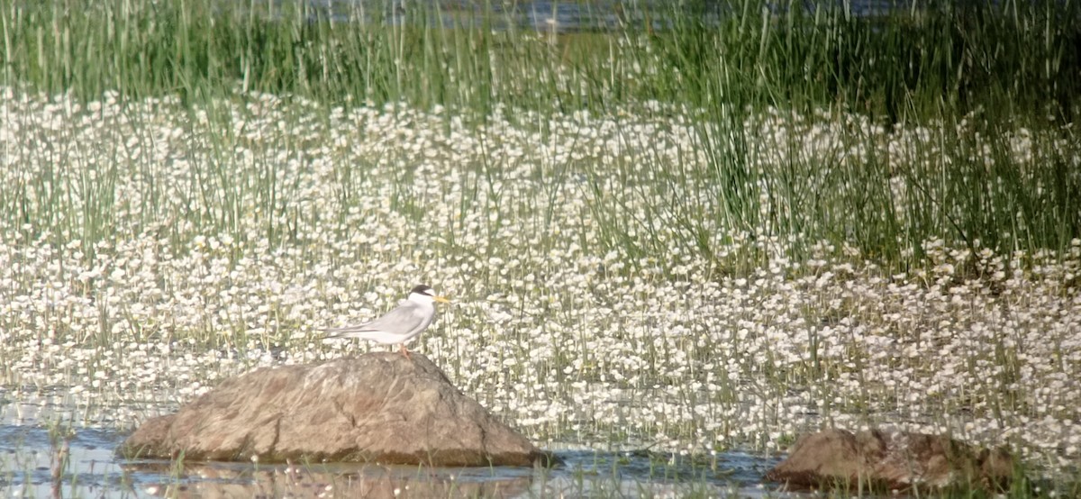 Little Tern - ML635222461
