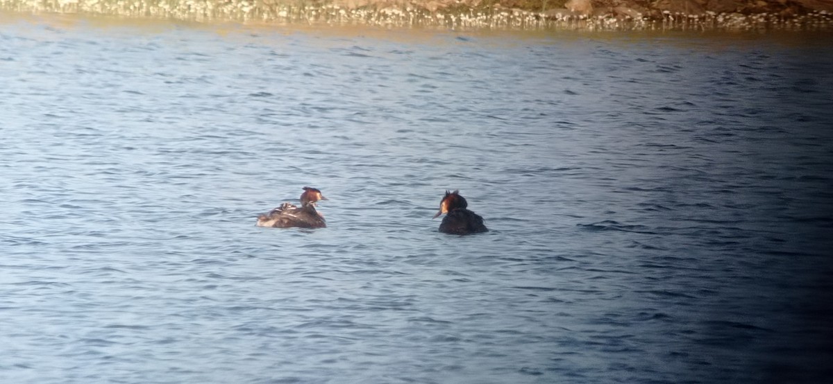 Great Crested Grebe - ML635222463