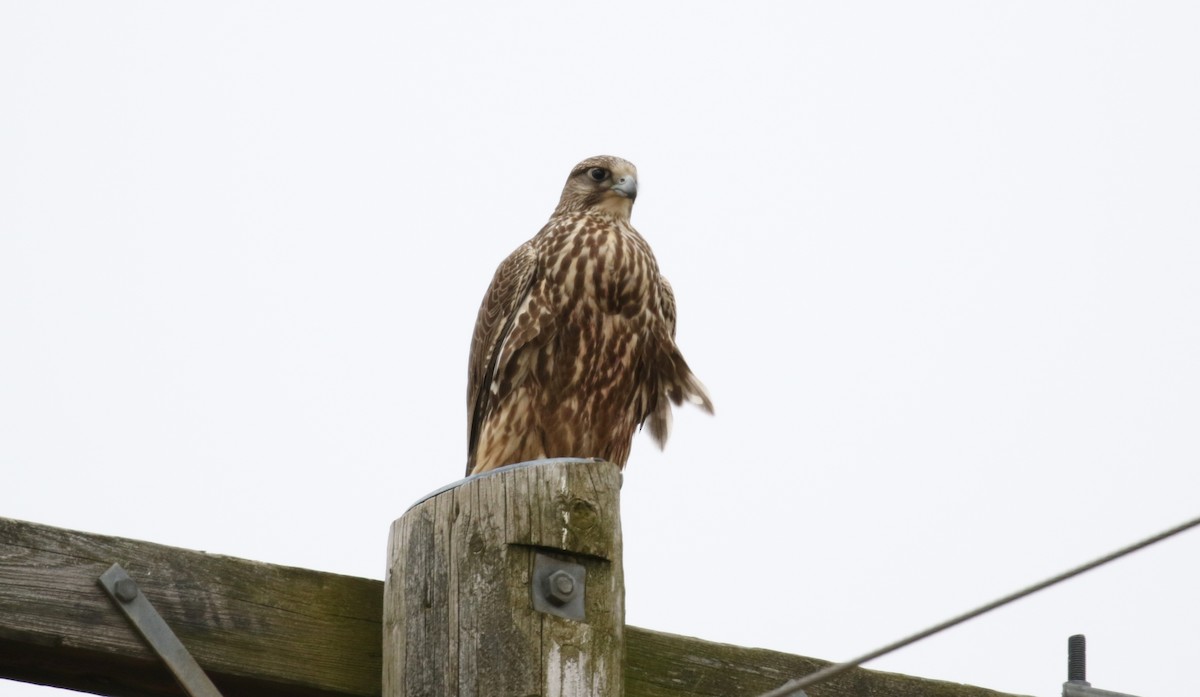 Gyrfalcon - ML635222645