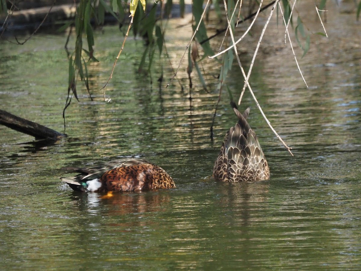 Canard bridé - ML635222910