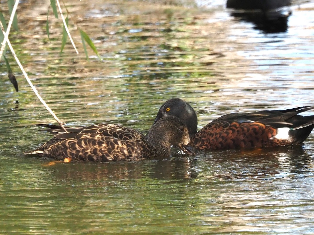 Canard bridé - ML635222920