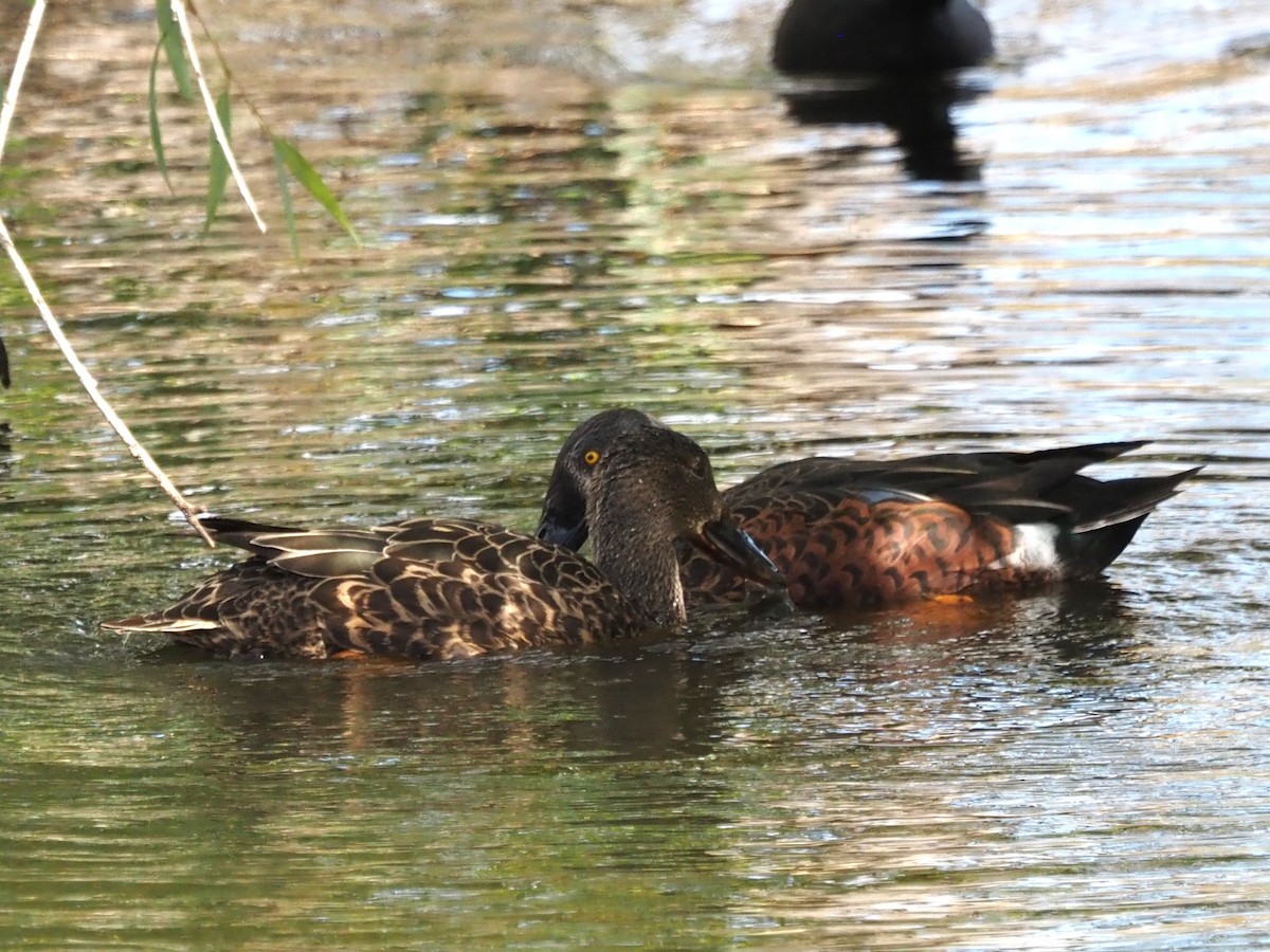 Canard bridé - ML635222921