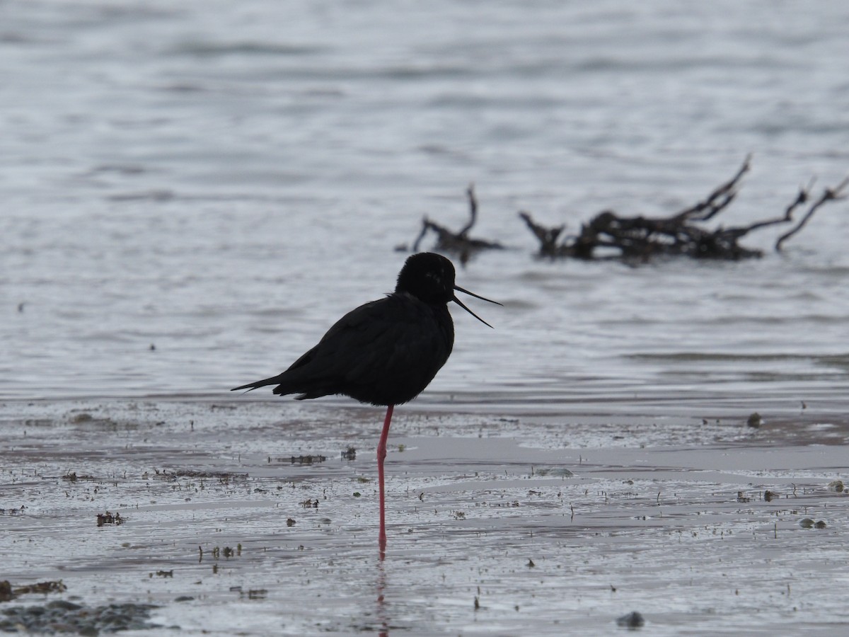 Black Stilt - ML635222934