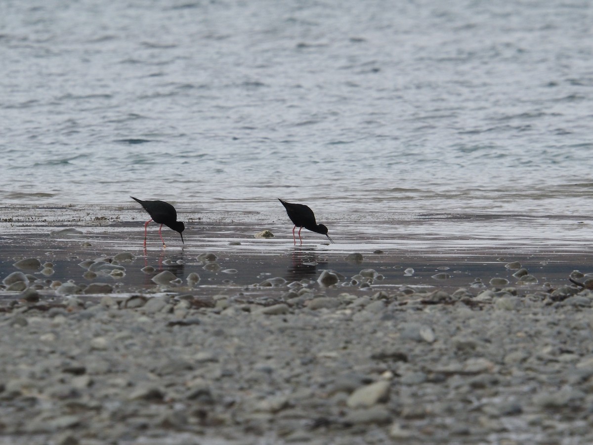 Black Stilt - ML635222946