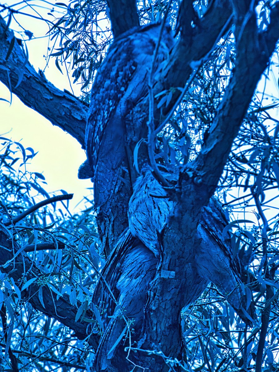 Tawny Frogmouth - ML635222952