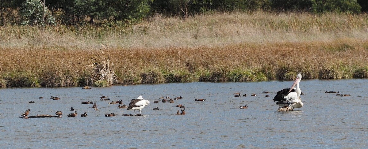 Canard bridé - ML635222955