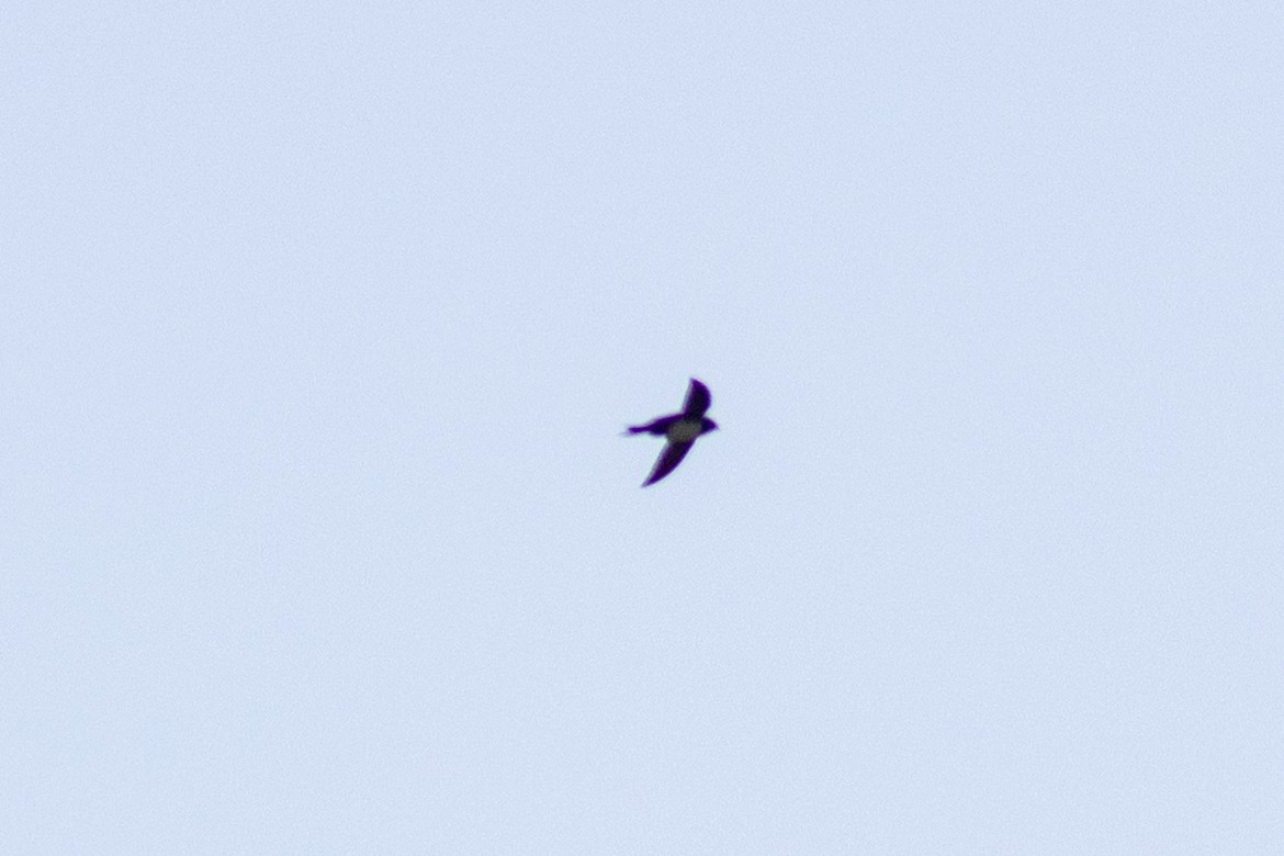 Alpine Swift - ML635223000