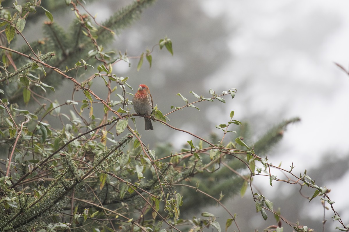 Crimson-browed Finch - ML635223036