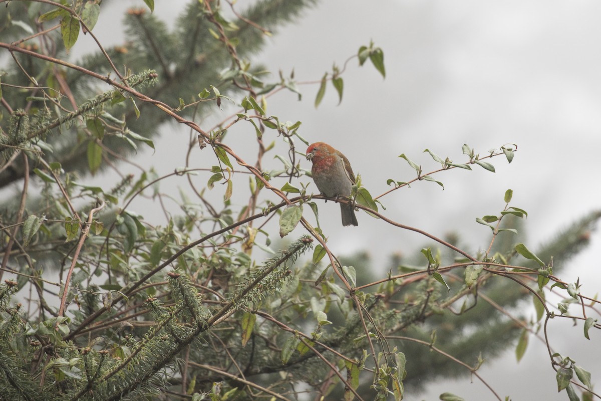 Crimson-browed Finch - ML635223037