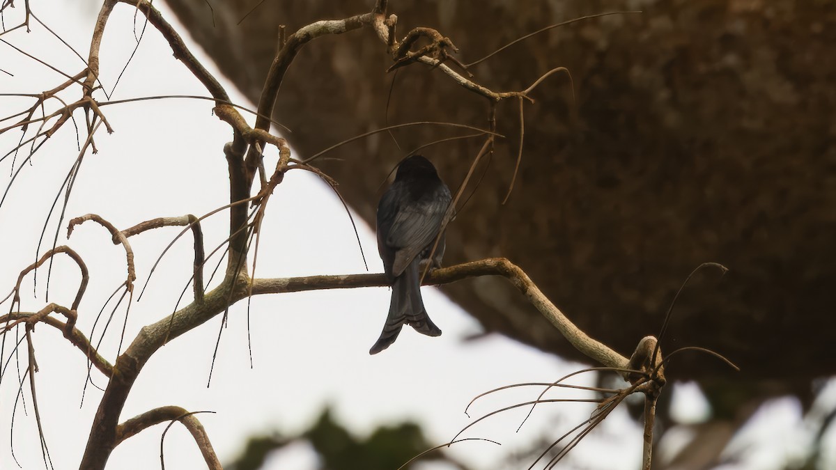 Fork-tailed Drongo (Glossy-backed) - ML635223048