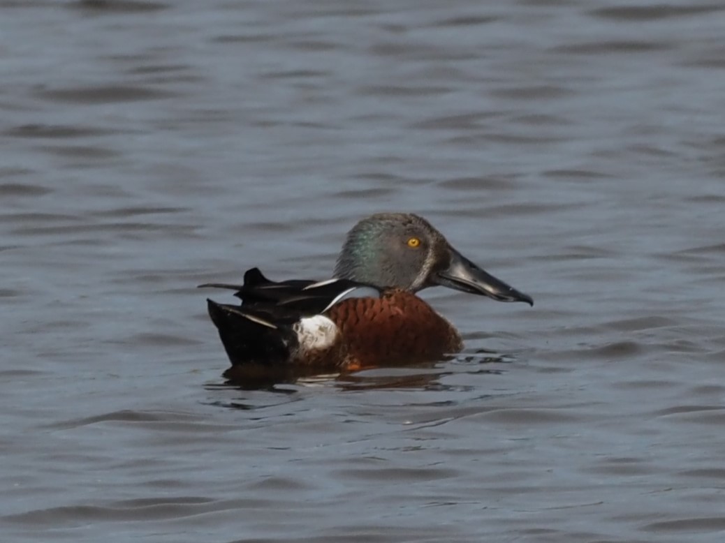 Canard bridé - ML635223071