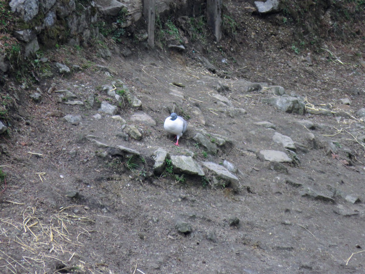 Snow Pigeon - ML635223082