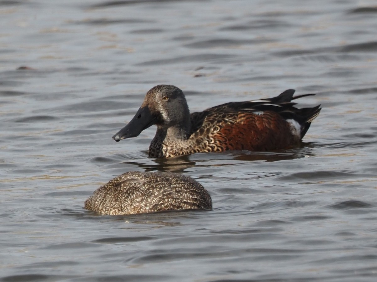 Canard bridé - ML635223100