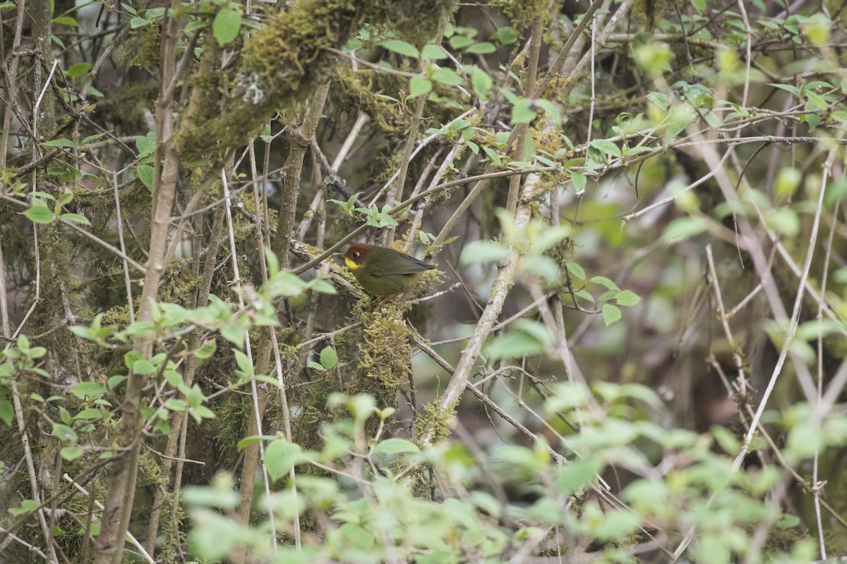 Chestnut-headed Tesia - ML635223102