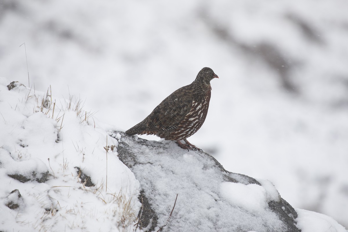 Snow Partridge - ML635223134