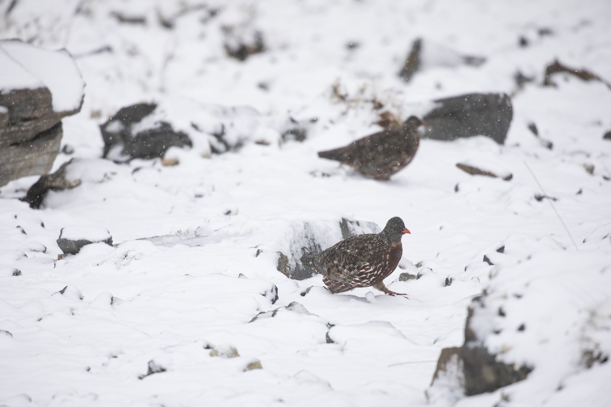 Snow Partridge - ML635223135