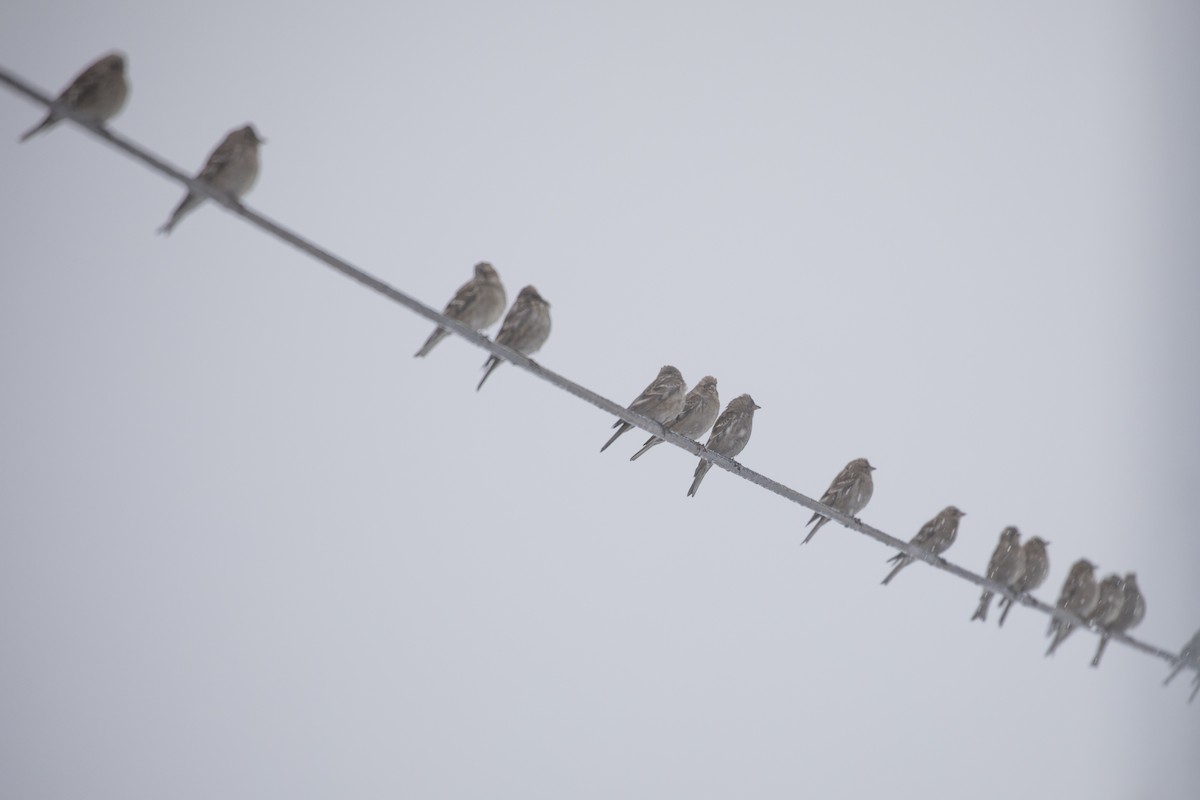 Plain Mountain Finch - ML635223151