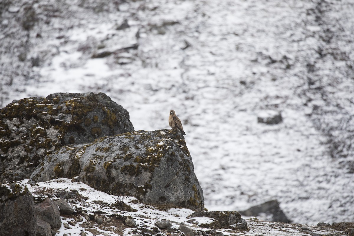 Himalayan Buzzard - ML635223184