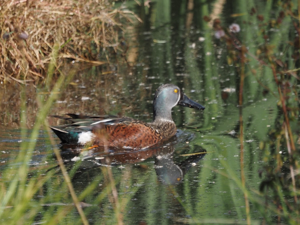 Canard bridé - ML635223188