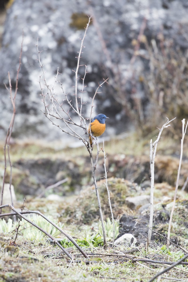 Blue-fronted Redstart - ML635223190