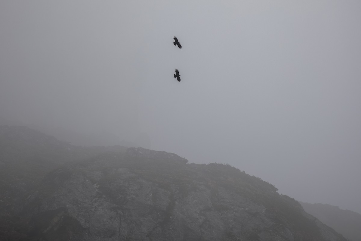 Red-billed Chough - ML635223194