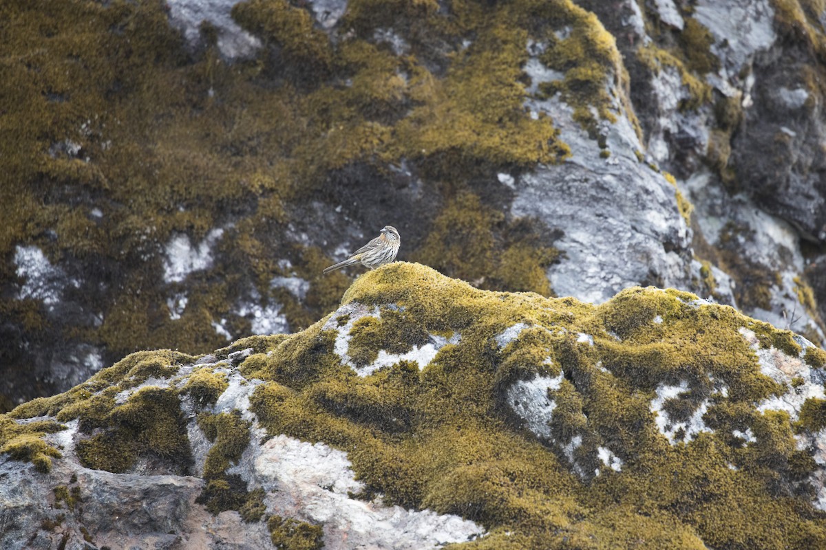 Rufous-breasted Accentor - ML635223207
