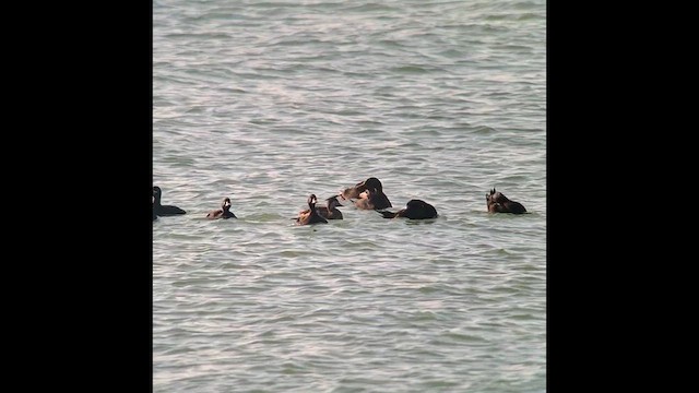 Common Scoter - ML635223208